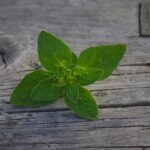 Rametti di origano fresco su sfondo bianco, simbolo di proprietà antisettiche naturali.